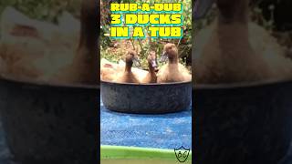 Funny 3 Stooges Ducks Pile In A Small Bowl duck shorts [upl. by Olleina887]