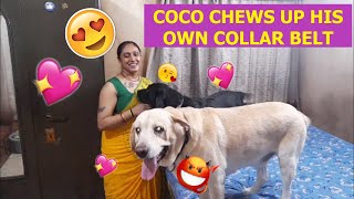 COCO CHEWS UP HIS OWN COLLAR BELT😱😭😨 MUM CUDDLES HIM TO CALM HIM DOWN🥰💖😘 WATCH THE FULL VIDEO 👩💖🐩😘 [upl. by Morentz]