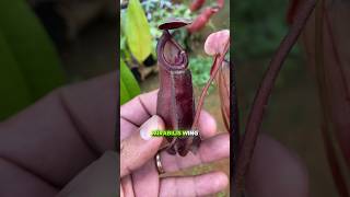 Nepenthes Mirabilis wing x Ampullaria black miracle plantacarnivora [upl. by Mady]