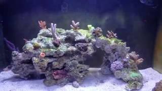 Fluval Evo 135  Newbie Tank  Green and Purple Coralline Algae start [upl. by Sclater319]