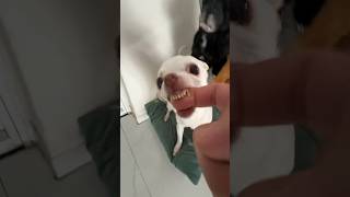 Niki Ozeri bites me😂😱 chiuahua angrychihuahua mreviatar nikiozeri kuchikuchi [upl. by Gorski516]