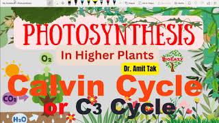 Calvin cycle  C3 cycle  Carboxylation Reduction Regeneration  3Phosphoglyceric acid  amitsir [upl. by Airitak330]