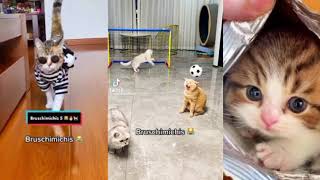 compilación 😸de bruschimichis😻 todos los bruschimichis 💕en un solo video 🙀 [upl. by Burke]