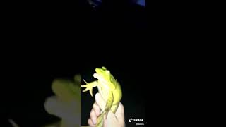 This frog sounds like a squeaky door [upl. by Dirtsa317]