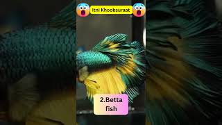 The Most Beautiful Fishes in The World 😱😱🔥🔥 Unknown Fishes facts [upl. by Halas730]