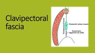 Clavipectoral fascia easy embryology gross anatomy [upl. by Flavia67]