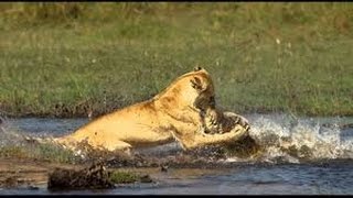 Lion Documentary National Geographic WAR IN THE POND BROKEN JAWS Lion Hippo amp Croc HD 2016 [upl. by Origra470]