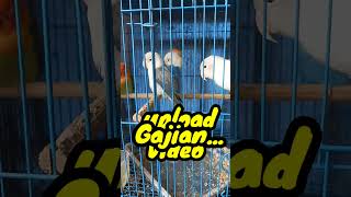 Ombyokan Lovebird murah‼️ [upl. by Menendez]