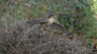 Sparrowhawk catches another Starling  1 [upl. by Steve]