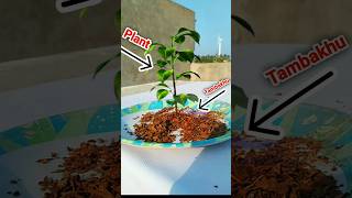 Can Plants Grow in Tobacco 🤔  Scientific Experiment Part 1 shorts science [upl. by Merl47]