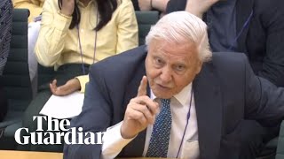 David Attenborough speaks in parliament about climate change – watch live [upl. by Nyllewell]