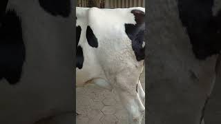 SKK COW SALE DAIRY FARM POLLACHI HF 6369449560 [upl. by Ardnassela776]