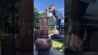 Essential Oil amp Hydrosol Distillation Kits O’Sea Lavender Farm New Brunswick Canada [upl. by Inail]