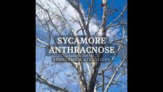 Sycamore Anthracnose  Fungal Disease Affecting Orem Trees [upl. by Brendis]