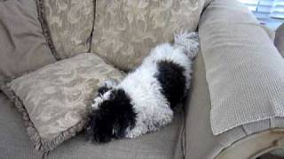 Havanese dog digs in the couch [upl. by Lyrej687]