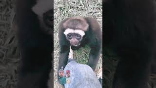 HOWLING GIBBONS COLLECTION gibbon howling cute wildlife comedy funny funnyanimal shorts [upl. by Scever]