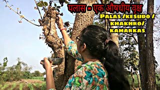 Butea monosperma2केसू का गोंद kamarkaspalas ka गोंद ખાખરાનું ગુંદરstay homewith melatagamit [upl. by Brey]