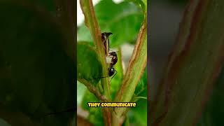 Nature’s Living Bridges Army Ants’ Astonishing Engineering Skills [upl. by Allicserp]