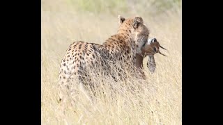 Cheetah chases amp catches Steenbok [upl. by Irotal]