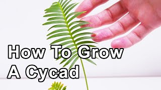 How To Grow Cycads  175 Years [upl. by Partan]