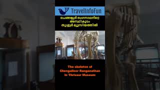 Chengalloor Ranganathan ചെങ്ങല്ലൂർ രംഗനാഥൻ trissur kerala elephant srirangam [upl. by Saraiya]