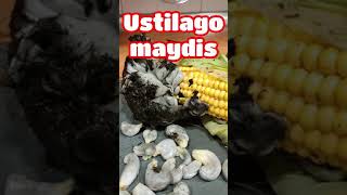 Ustilago maydis el HONGO del MAIZ ¿plaga o manjar 🤩🤩🤩 [upl. by Clarkin]