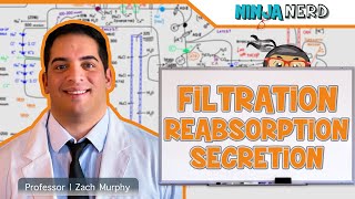 Renal  Filtration Reabsorption and Secretion Overview [upl. by Nahgaem]