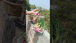 Onion Harvesting 😍🌱🌰 indianfarmer gardening indiangardeners cementplanter phoolpatte shorts [upl. by Nayk]