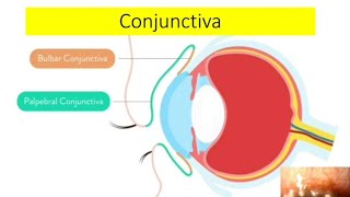 Conjunctival anatomy and physiology explained [upl. by Eta]