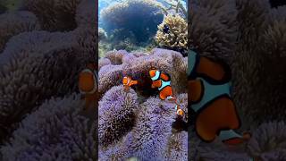 Clownfish 🥰🥀😘❤️ clownfish clown clowns clowncore clowning clownbreeding [upl. by Rivera]