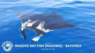 Massive Ray Fish Maduwa  Batoidea  Very Rare Fish  Ocean Brothers  SriLanka 🌊 🐟 [upl. by Elicul]