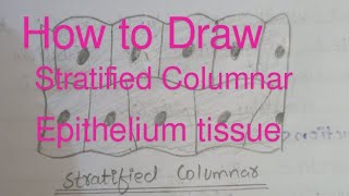 How to draw stratified columnar epithelium tissue very easily [upl. by Feinberg66]