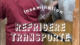 Insémination artificielle en réfrigéré transporté  comment on fait les bébés [upl. by Nazus462]