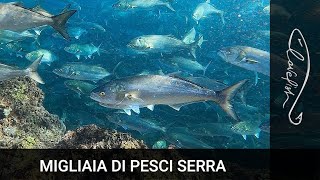 IMMAGINI MAI VISTE PRIMA  MIGLIAIA DI PESCI SERRA a un metro dalla costa [upl. by Anrat]