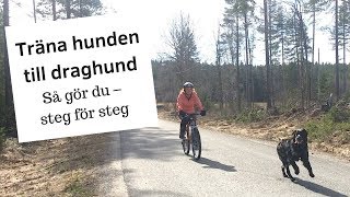 Så tränar du din hund till draghund [upl. by Dilks]