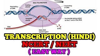 TRANSCRIPTION IN HINDI EASY WAY NCERTNEET [upl. by Arral]