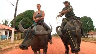 Animales por el mundo la policía de Marajó Brasil patrulla en búfalo [upl. by Matrona471]