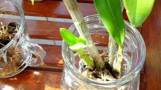 My new dendrobiums in full water culture and in bark [upl. by Starbuck]