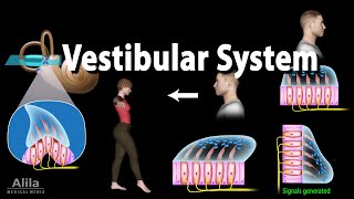 The Vestibular System Animation [upl. by Intisar653]