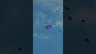 Why Do Birds Migrate Uncover Their Incredible Journey in 60 Seconds2 [upl. by Sateia]