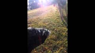 Blue Heeler vs Belgian Malinois [upl. by Wieren927]