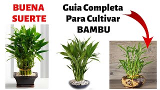 ¿Como Cultivar Bambu En Casa  Cuidados y Reproduccion [upl. by Idyak]