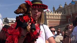 Daschund Parade 2017 Kraków Marsz Jamników [upl. by Azilanna]