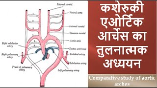 Comparative study of aortic arches [upl. by Nolly]