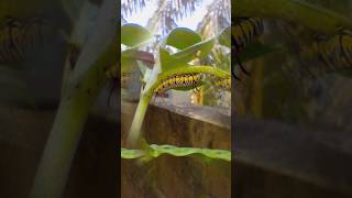 Metamorphosis butterfly nature cute insects rooftopgarden garden [upl. by Rabush]