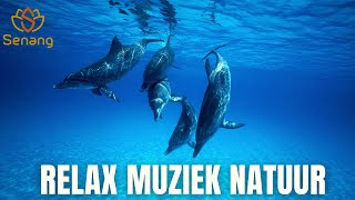 Relax Muziek Natuur  528 Hz 111 Hz yoga kalmerende activiteit studeren bewustzijn alertheid [upl. by Dde]