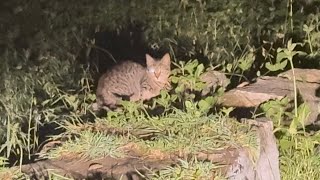 RUSTY SPOTTED CAT wildcat cat wildlife trending travel [upl. by Neras]