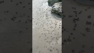 Millions of Lugworm piles at Climping beach UK [upl. by Tesil]