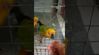 Premium Parrot food on Amazon 2024 🦜 birds parrot parakeet shortsfeed boltz [upl. by Carhart832]