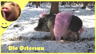 Lustige Videos  Lustige Tiere  Die Ostersau  Frohe Ostern [upl. by Kendell678]